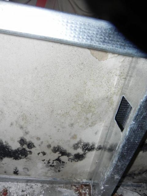 Mold In Walls